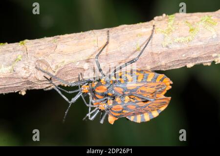 Coppia di bugs a piede di foglia (Spartocera pantomima, famiglia Coreidae) su un ramo nel sottopiede della foresta pluviale montana nella riserva di Los Cedros, Foto Stock