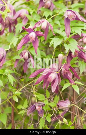 Clematis koreana ‘pioggia viola’ in fiore Foto Stock