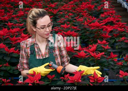 donna giardiniere in serra si prepara ad annaffiare i fiori di poinsettia con spruzzatore Foto Stock