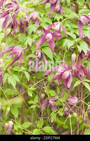 Clematis koreana ‘pioggia viola’ in fiore Foto Stock