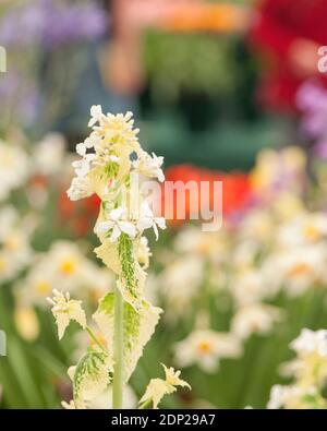 Onesty 'Alba variegata', Lunaria annua variegata alba Foto Stock