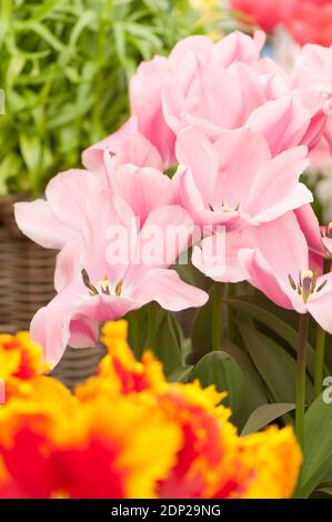 Tulipa ‘Algarve’, tulipani single primi, in fiore Foto Stock