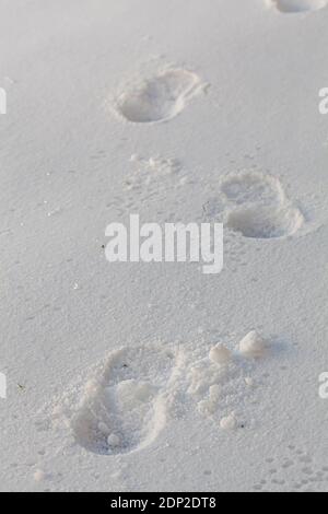 Tracciando i passi dei piedi di una persona sulla neve al buio. L'immagine ravvicinata mostra le impronte di una persona sparsa lungo il terreno coperto di neve. Ci sono m. Foto Stock