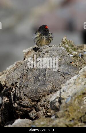 Serin (Serinus pusillus) di fronte rosso, appollaiato sulla roccia della Georgia Maggio Foto Stock