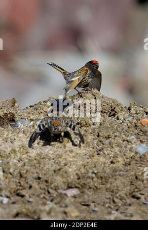 Serina (Serinus pusillus) di fronte rossa due maschi che espongono la Georgia Maggio Foto Stock