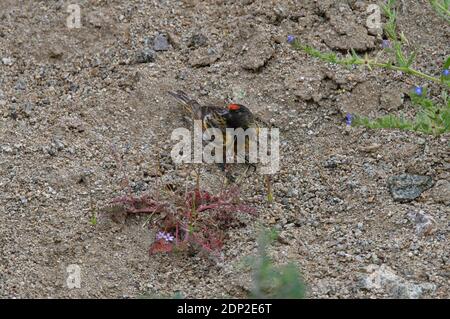 Serin (Serinus pusillus) con facciata rossa che si nuota a terra in Georgia Maggio Foto Stock