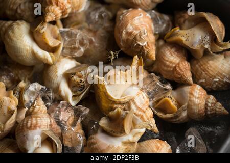 Buccinum Undatum, che sono stati refrigerati su ghiaccio prima di cucinare. Inghilterra GB Foto Stock