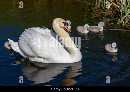 Una coppia di Mute Swans (Cygnus olor) pastorano i loro cineti di 4 giorni lungo una diga di Fenland nel cuore di Cambridgeshire. Foto Stock