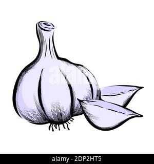 Hand drawn botanical image of garlic, engraving vector illustration isolated. Illustrazione Vettoriale