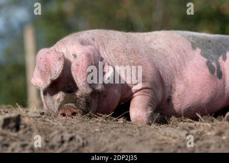 Free gamma maiale godendo di un sonno nel suo paddock. Lancashire, Regno Unito. Foto Stock