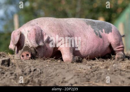 Free gamma maiale godendo di un sonno nel suo paddock. Lancashire, Regno Unito. Foto Stock