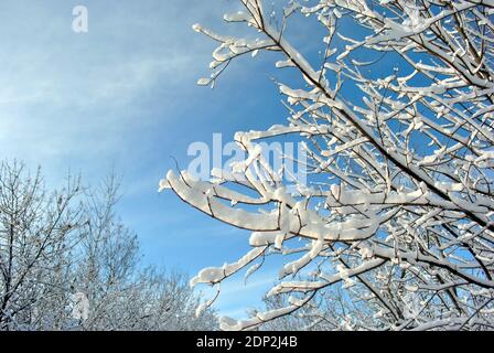 Alberi cime coperte di neve, paesaggio invernale, blu cielo nuvoloso sfondo Foto Stock