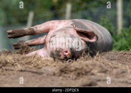 Pig free range rotolando in un paddock. Lancashire, Regno Unito. Foto Stock