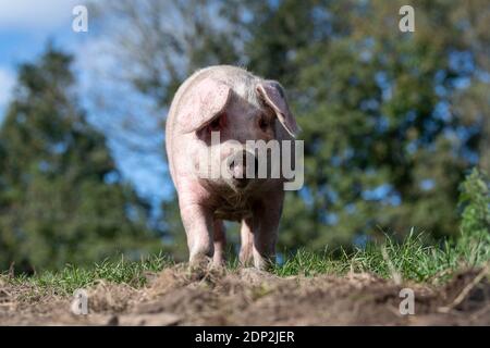 Il maiale libero che vagano intorno nel relativo recinto in una bella giornata di sole. Lancashire, Regno Unito. Foto Stock