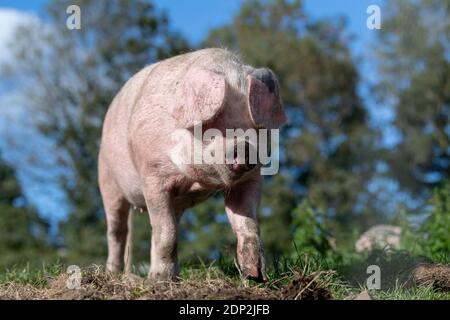 Il maiale libero che vagano intorno nel relativo recinto in una bella giornata di sole. Lancashire, Regno Unito. Foto Stock