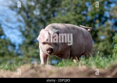 Il maiale libero che vagano intorno nel relativo recinto in una bella giornata di sole. Lancashire, Regno Unito. Foto Stock