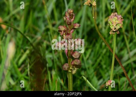 Rana Orchidea, Dactylorhiza viridis, su prateria di gesso, in Wiltshire.UK Foto Stock