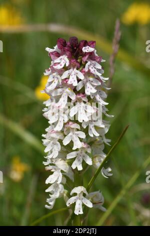 Bruciò Orchid 'Neotinea ustulata' trovato su antiche, corto, prati calcarei.Inizio modulo,fiori da maggio a giugno. Wiltshire, Regno Unito. Foto Stock