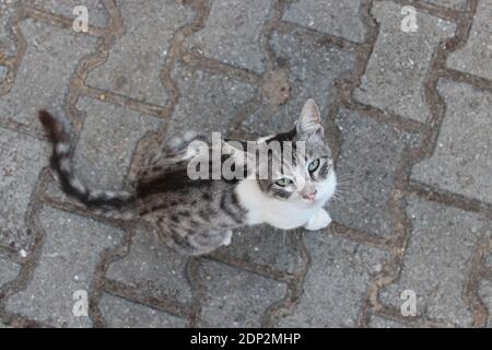Il gatto di strada sta guardando alla macchina fotografica Foto Stock