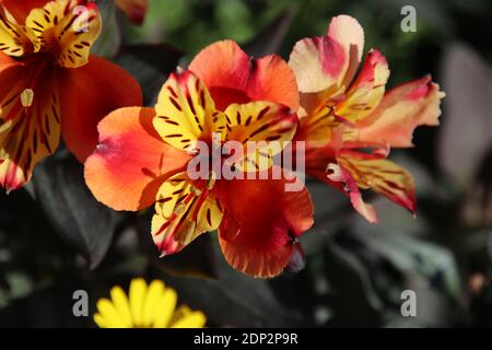 Giglio peruviano 'Estate Indiana' Foto Stock