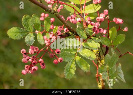 Sorbus Pseudohupehensis ‘Pagoda Rosa’ arbusto in bacche, pianta di interesse autunnale Foto Stock