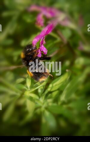 Bee on Salvia Jamensis "Raspberry Royale" Foto Stock