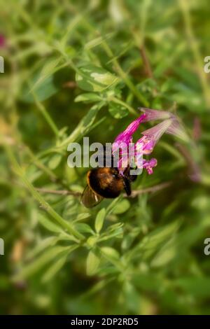 Bee on Salvia Jamensis "Raspberry Royale" Foto Stock