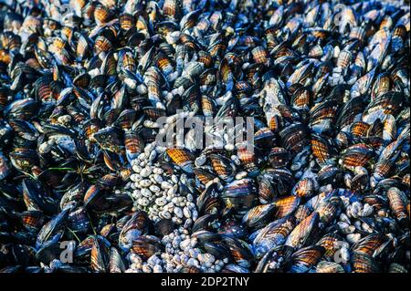 Abstract close-up of sea shells; mollusks; mussels; northern California beach; USA Foto Stock