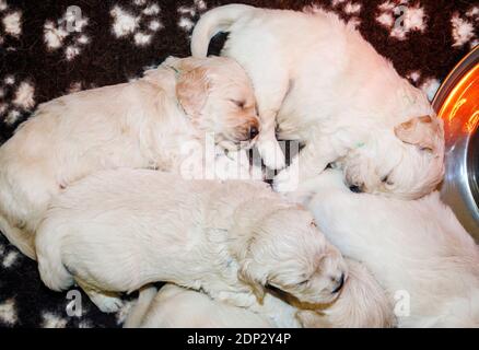 Tre cuccioli di platino, o Cream Coloured Golden Retriever. Foto Stock
