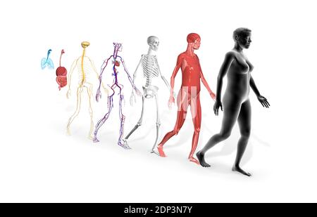 Sistemi del corpo umano. Illustrazioni dei sistemi muscolari, scheletrici, cardiovascolari, nervosi, digestivi e respiratori. Foto Stock