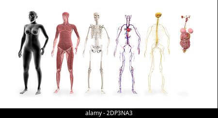 Sistemi del corpo umano. Illustrazioni dei sistemi muscolari, scheletrici, cardiovascolari, nervosi e di altri organi interni. Foto Stock