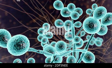 Illustrazione al computer degli stadi del lievito e dell'iphae dei funghi Candida. Un fungo simile a un lievito, Candida albicans si verifica comunemente sulla pelle umana, nella parte superiore Foto Stock