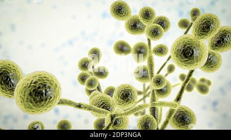 Illustrazione al computer degli stadi del lievito e dell'iphae dei funghi Candida. Un fungo simile a un lievito, Candida albicans si verifica comunemente sulla pelle umana, nella parte superiore Foto Stock