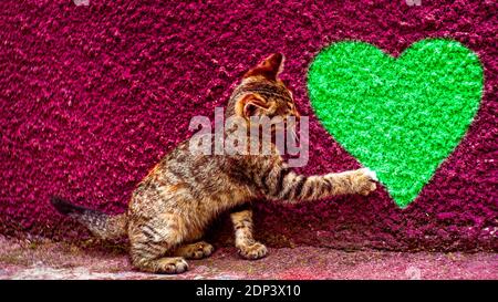 Il gattino tabby tocca un cuore su un muro di pietra con la zampa. Posiziona per il testo. Foto Stock
