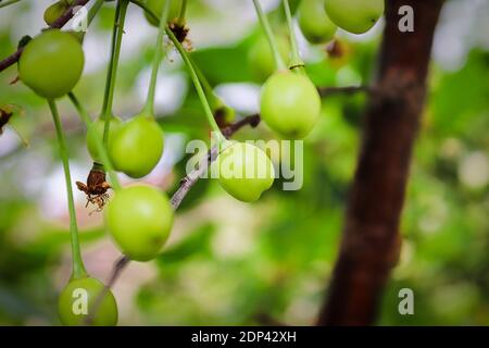 Closeup di ciliegie acide verdi appese su un ramo Foto Stock