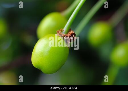 Macro di ciliegie acide verdi appese su un ramo Foto Stock