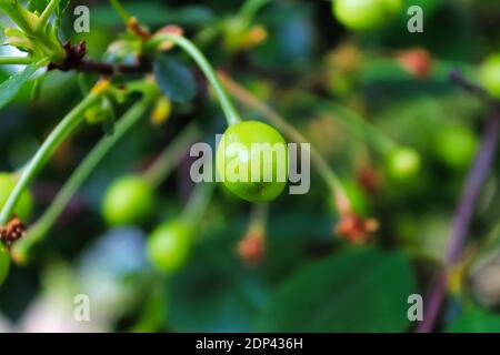 Closeup di ciliegie acide verdi appese su un ramo Foto Stock