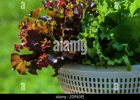 Lattuga verde e rossa appena raccolta in colander di plastica primo piano Foto Stock