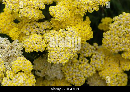 Freccia yarrow della foglia di felce gialla (Achillea filipendulina) che fiorisce in estate Foto Stock