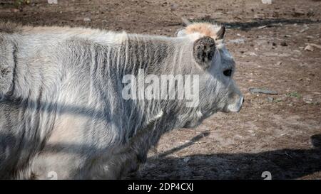 Primo piano toro cornuto, mucca bianca Foto Stock