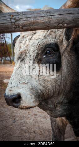 Close-up toro cornuto, mucca in fattoria. Foto Stock