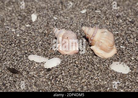 Conchiglie di lumaca su una spiaggia Foto Stock