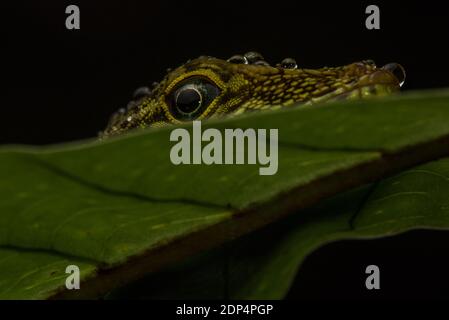 Un Anole Equatoriale (Anolis aequatorialis) sbirce sul bordo di una foglia nella foresta pluviale ecuadoriana. Foto Stock