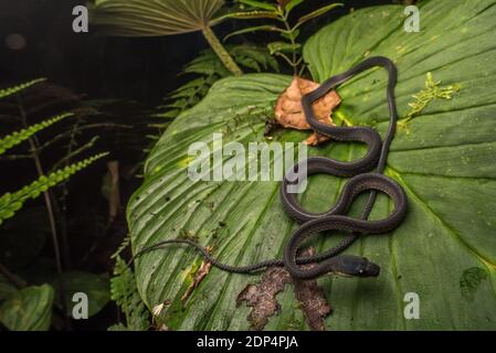 Diaphorolepis wagneri, il serpente da mangiare di rana ecuadoriana è una specie di serpente notturno incontrata raramente che si trova nella foresta andina di elevazione superiore. Foto Stock