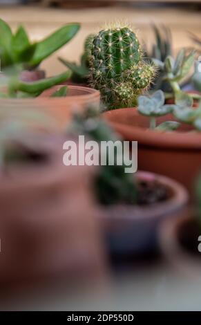 Varietà di piante succulente in piccoli pentole Foto Stock