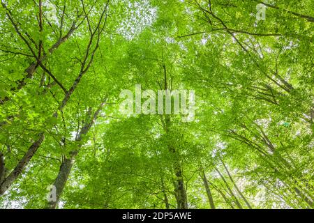 Foresta vergine di faggi, vicino al Monastero di Rila, provincia di Kyustendil, Bulgaria, Europa sudorientale, Europa Foto Stock