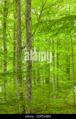 Foresta vergine di faggi, vicino al Monastero di Rila, provincia di Kyustendil, Bulgaria, Europa sudorientale, Europa Foto Stock