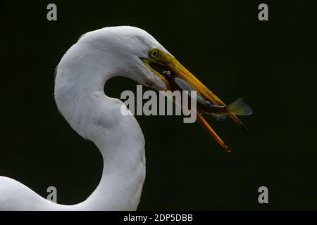 Grande Egret nel selvaggio alla ricerca di pesce Foto Stock