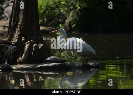 Grande Egret nel selvaggio alla ricerca di pesce Foto Stock