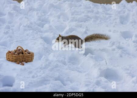 Simpatico scoiattolo americano mentre si mangiano noci in sfondo di scena invernale Foto Stock